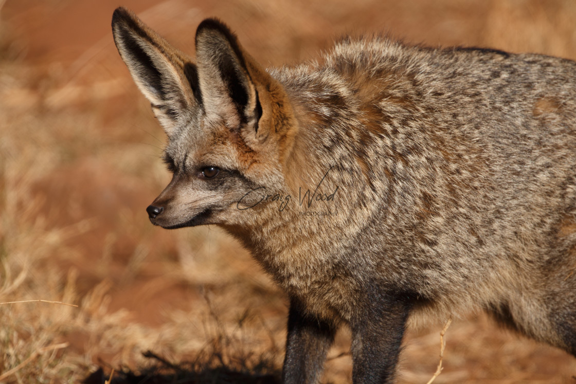 "Bat Eared Fox" stock image