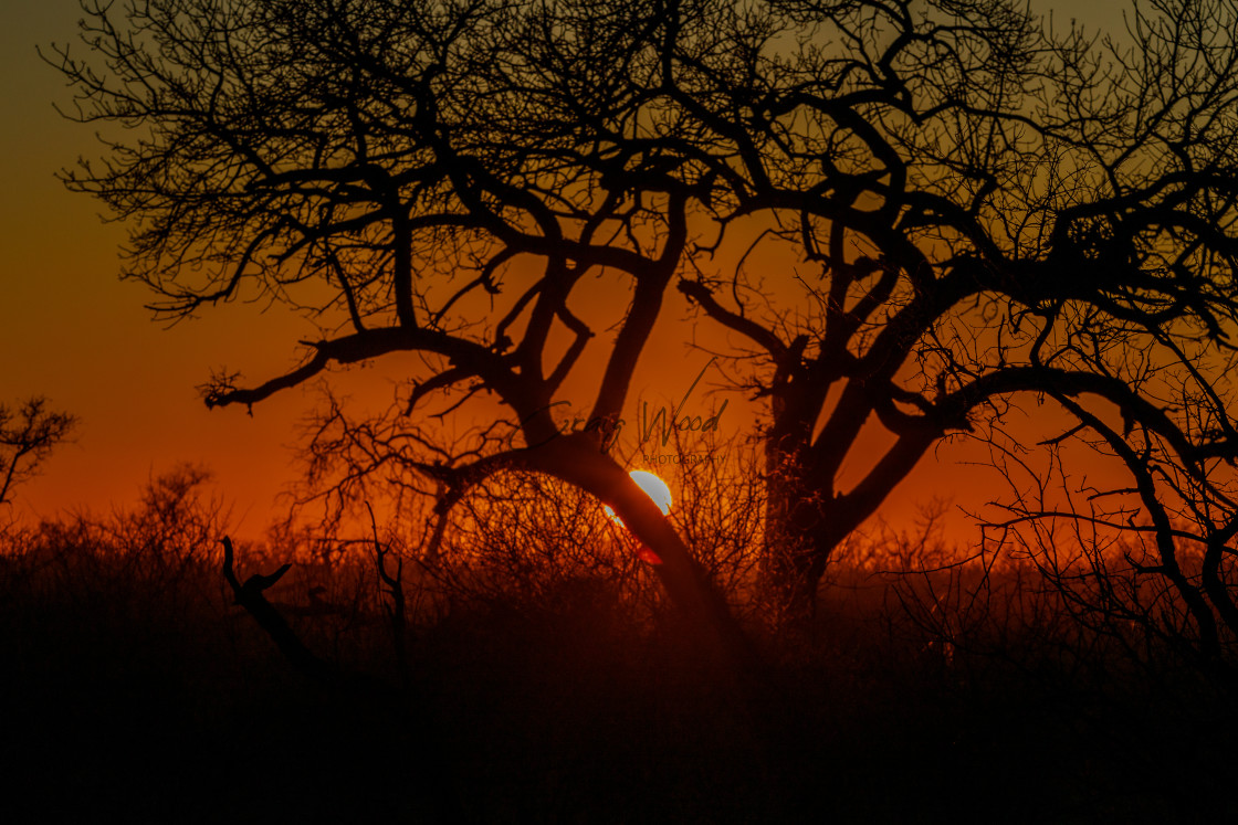 "Sunrise behind tree" stock image