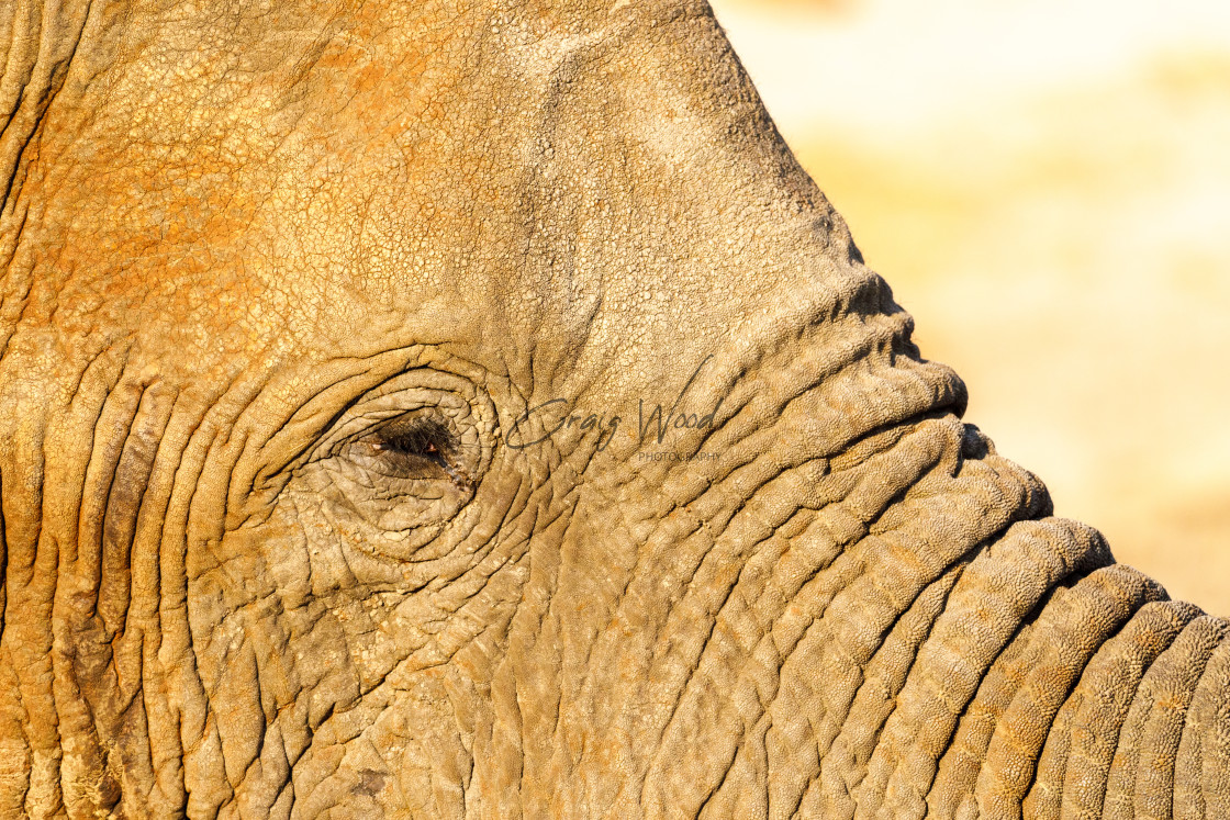 "Close up of an Elephant" stock image