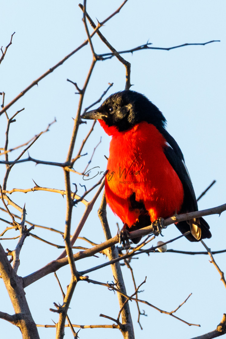 "Crimson Breasted Shrike" stock image