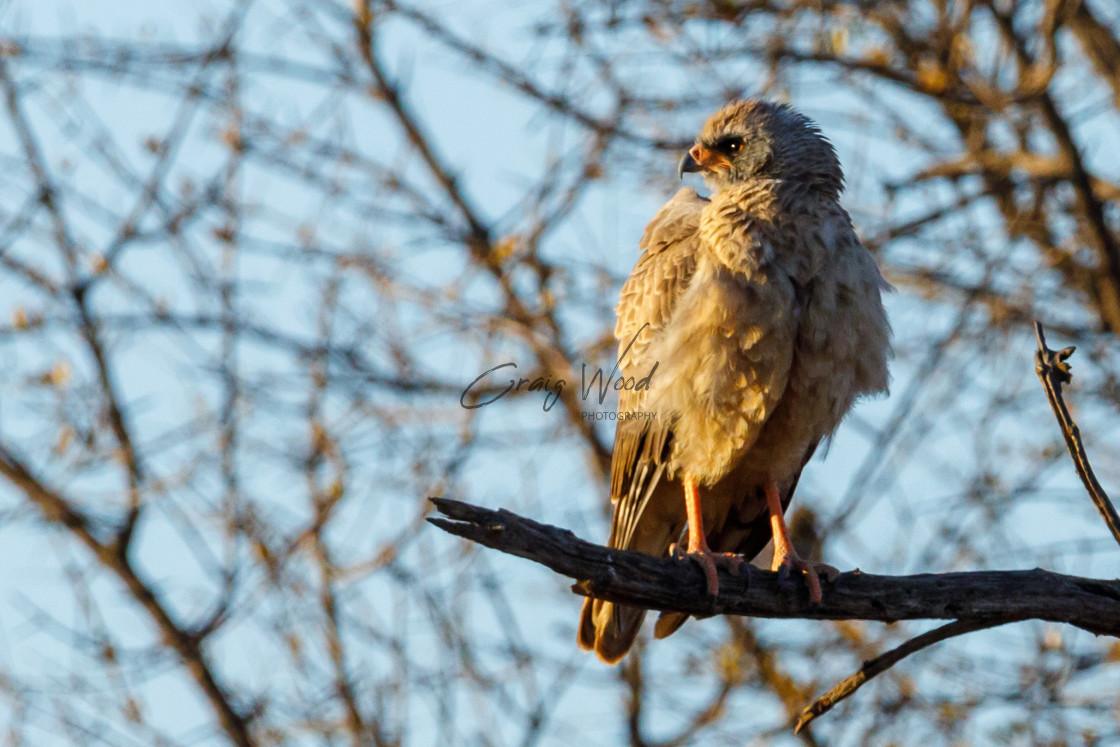 "Juvenile Pale Chanting Goshawk" stock image