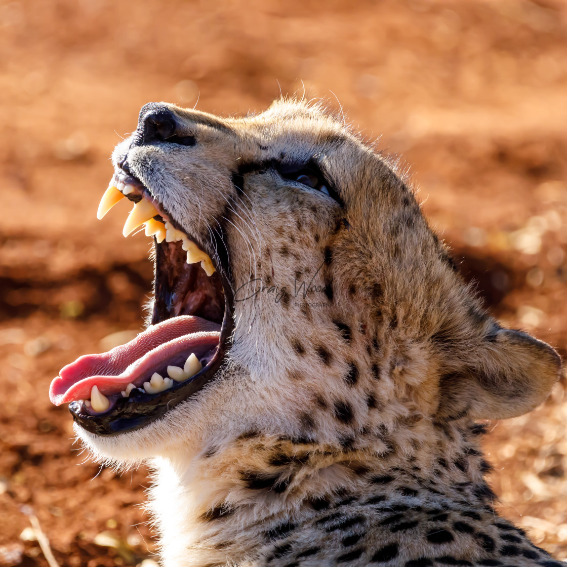 "Cheetah Yawning in the Sun" stock image