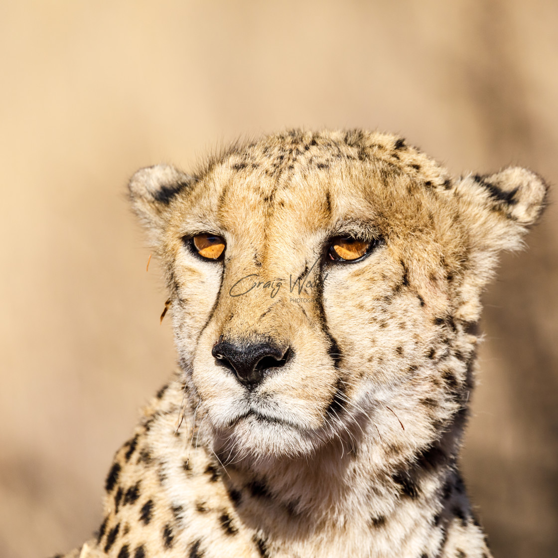 "Cheetah Surveying the plain 1" stock image