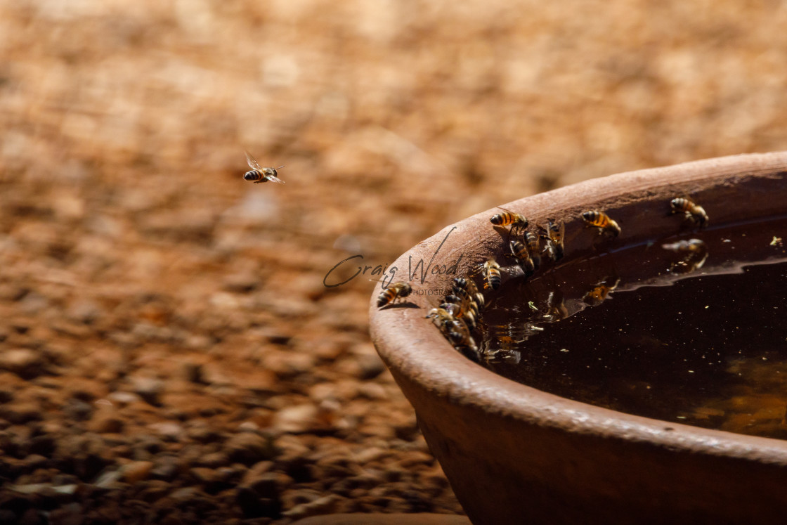 "Bees on a bird bath" stock image