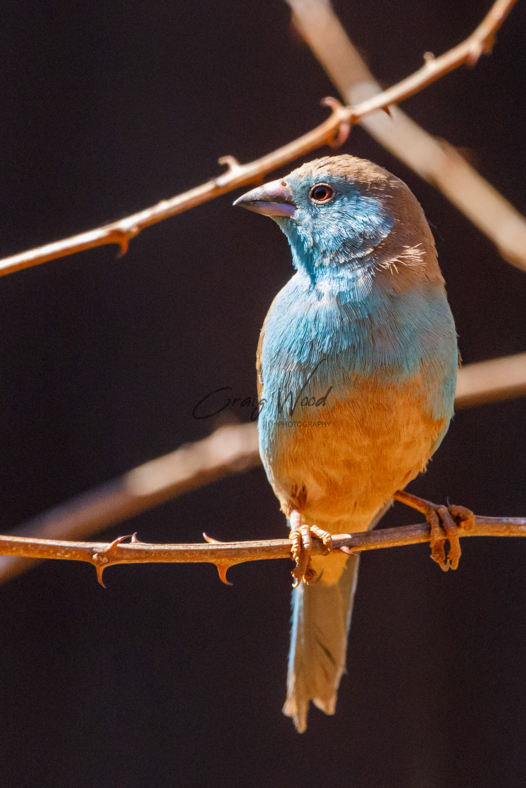 "Blue Wax Bill" stock image