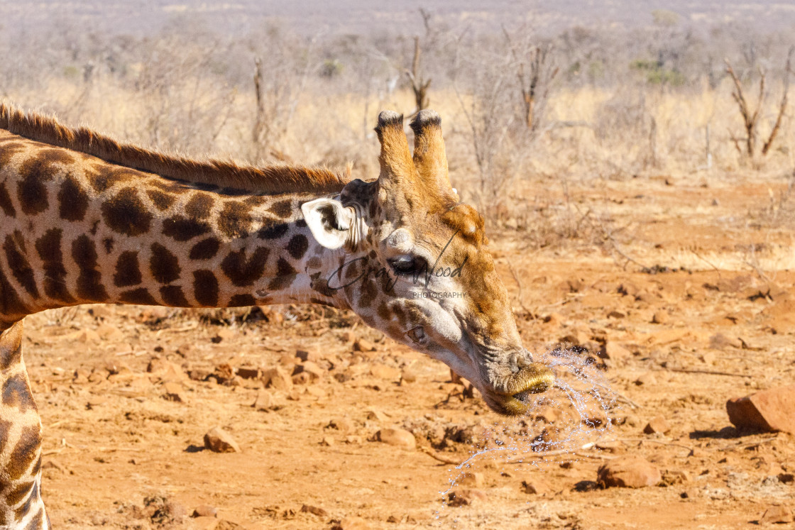 "Giraffe Drinking" stock image