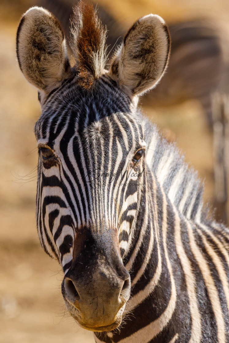 "Zebra Staring" stock image