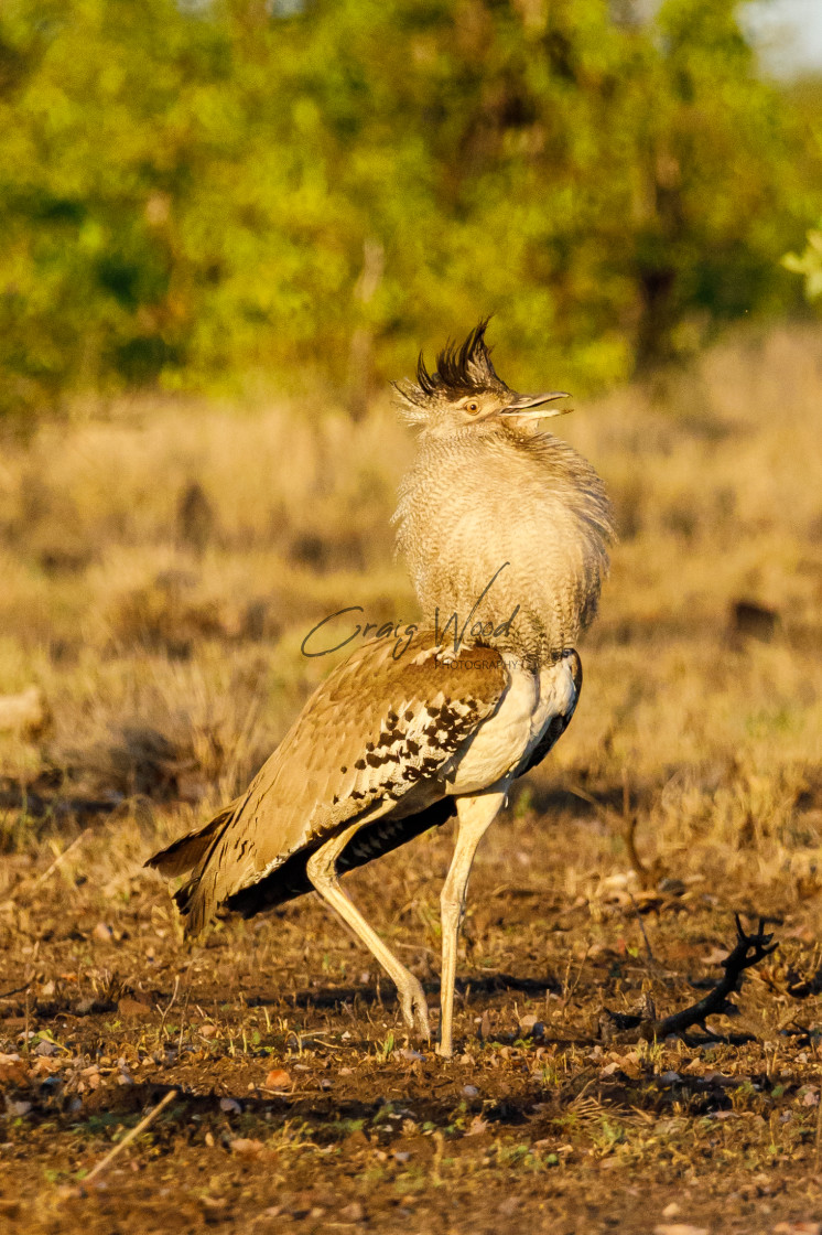 "Kori Bustard (1 of 6)" stock image