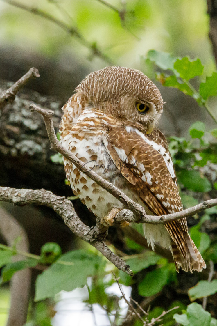 "Barred Owl 2 of 2" stock image