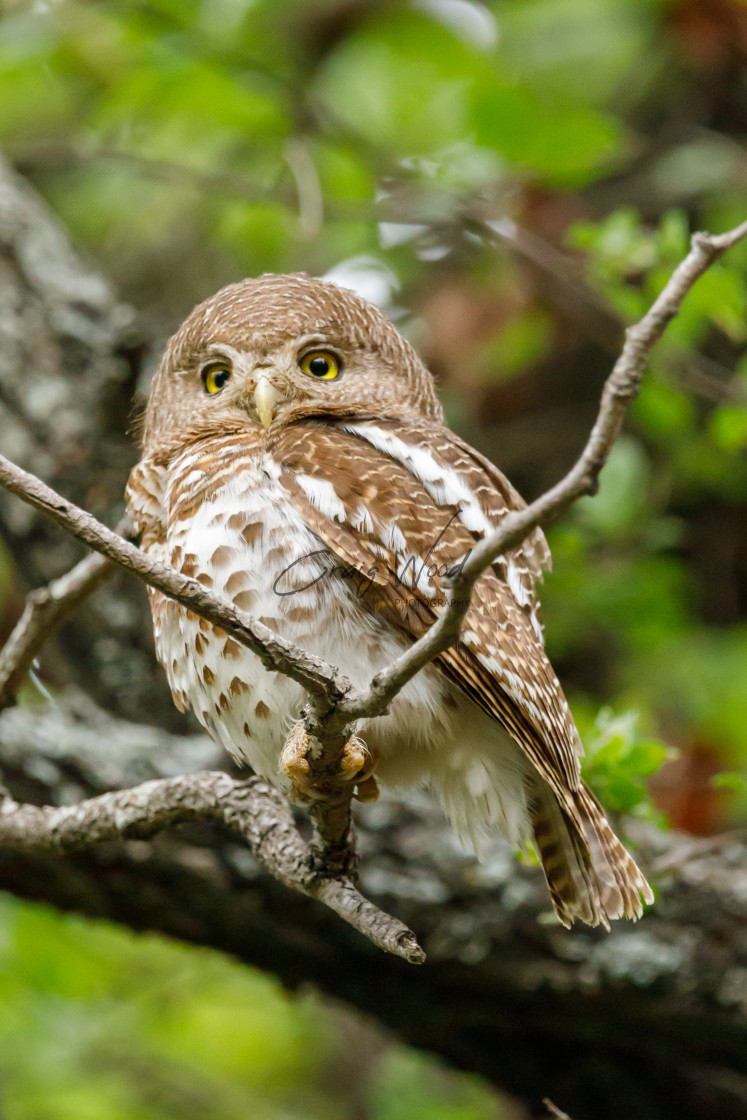 "Barred Owl 1 of 2" stock image