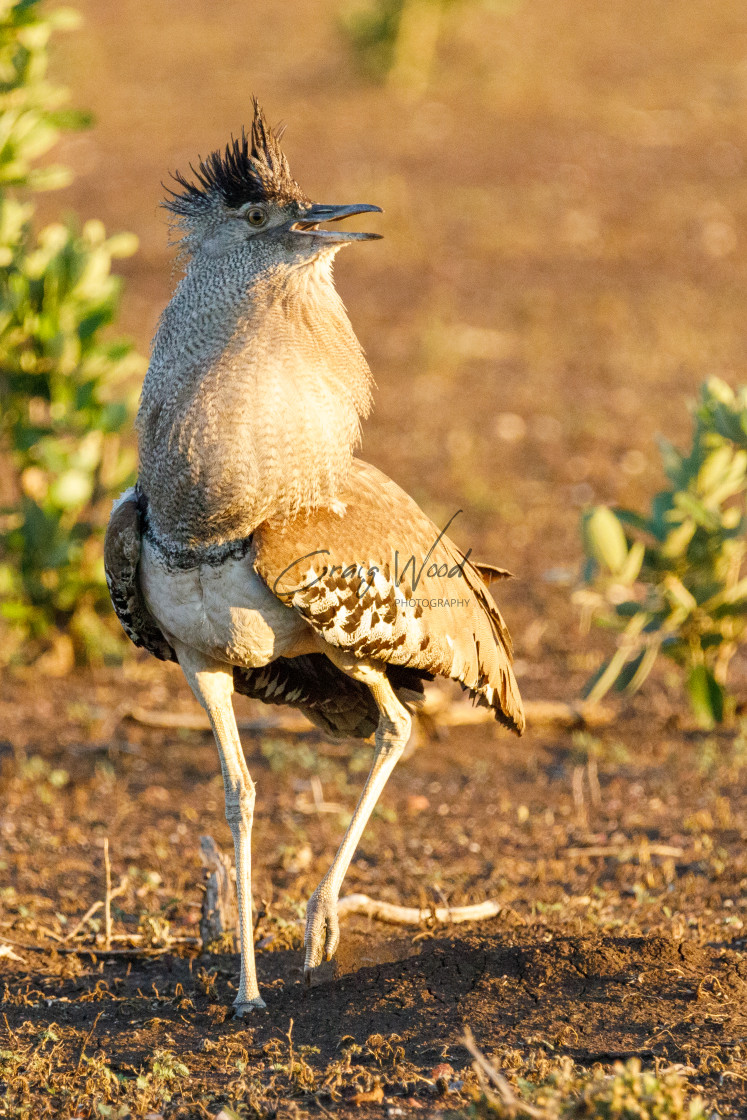 "Kori Bustard (4 of 6)" stock image