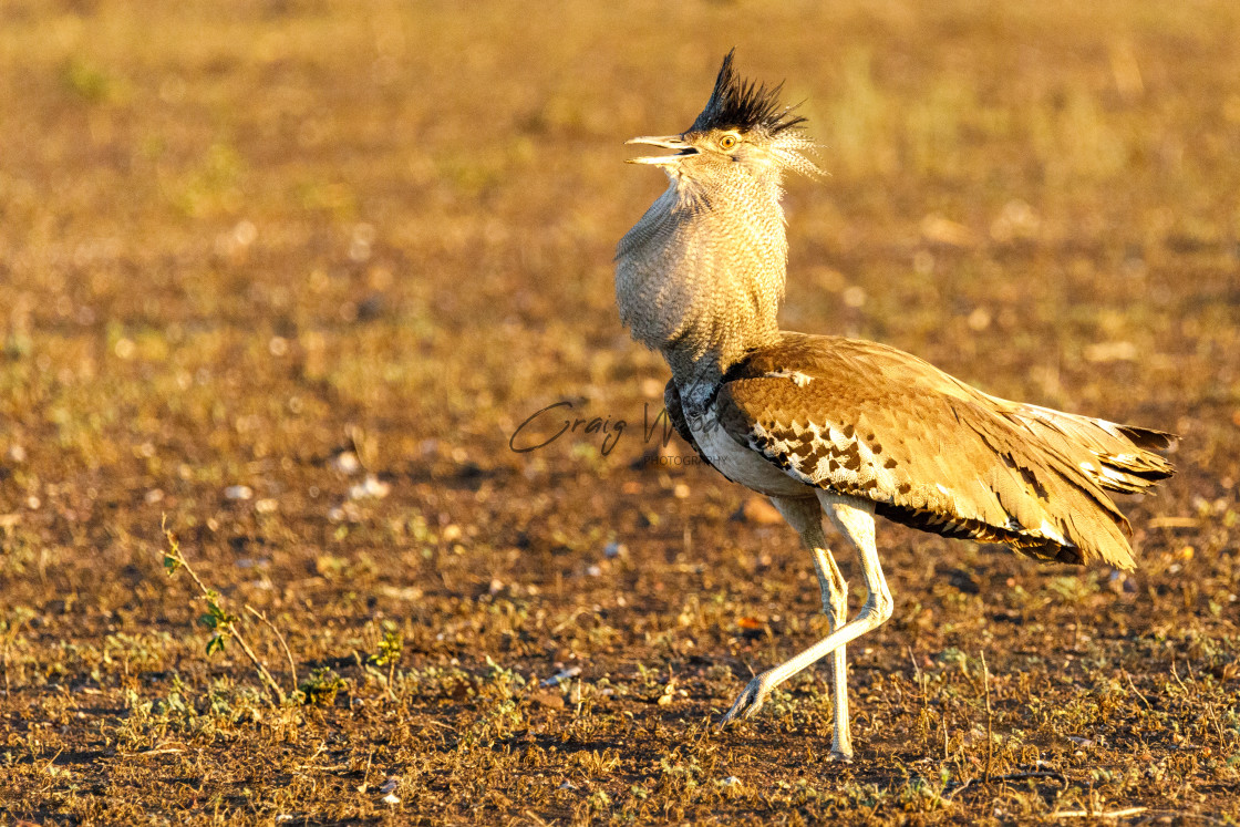 "Kori Bustard (2 of 6)" stock image