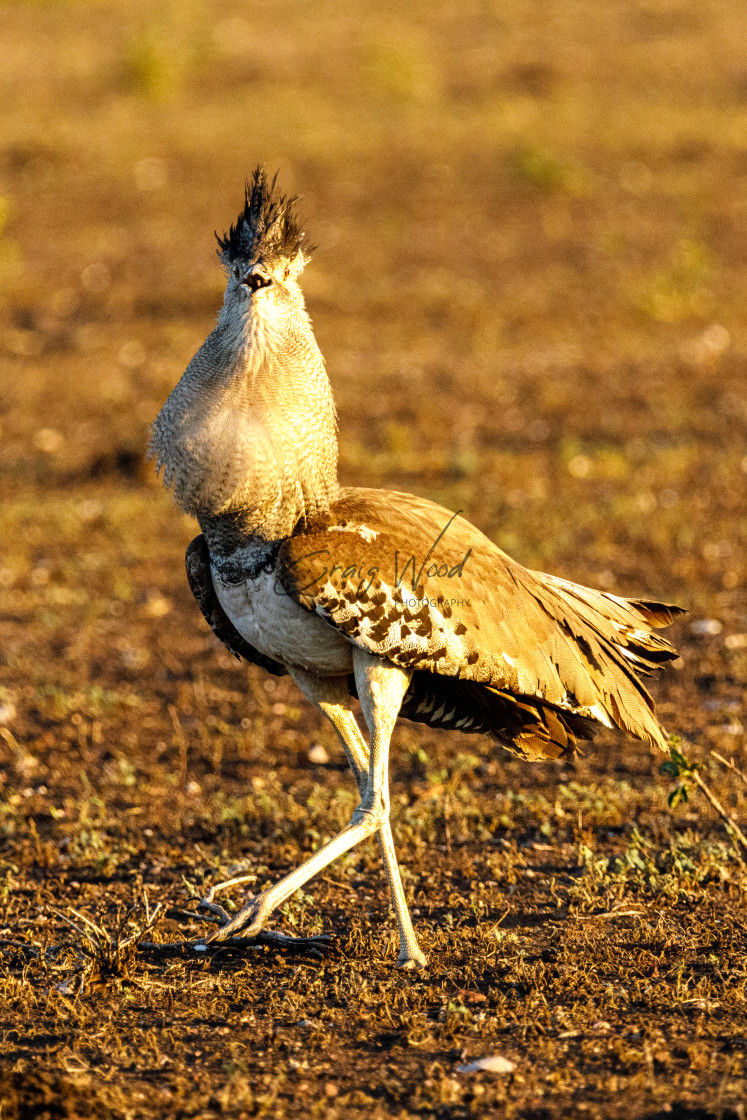 "Kori Bustard (3 of 6)" stock image