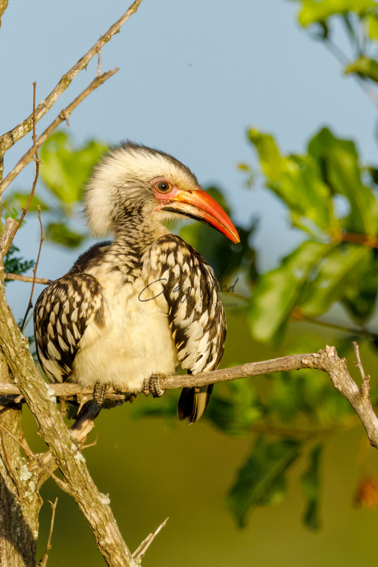 "Juvenile Red Billed Hornbill" stock image