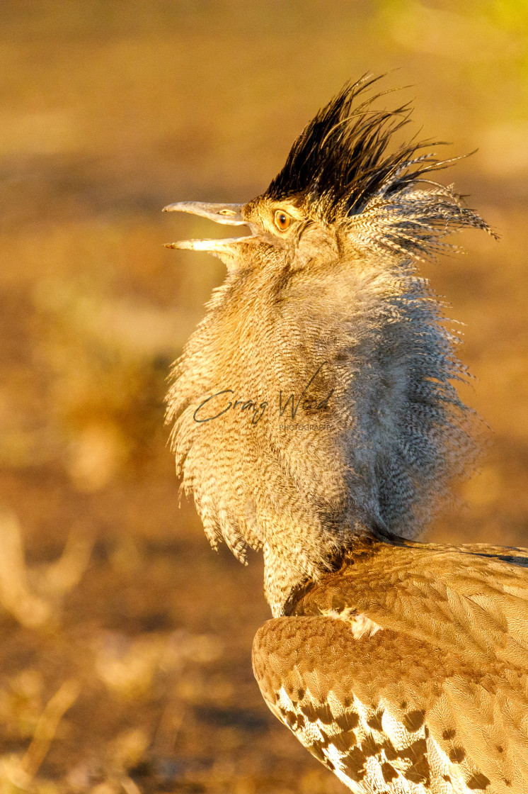 "Kori Bustard (5 of 6)" stock image