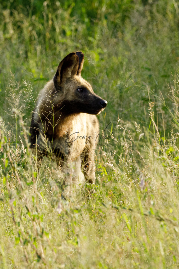 "Wild Dog (1 of 4)" stock image