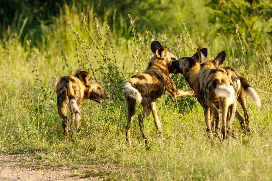 "Wild Dog (3 of 4)" stock image