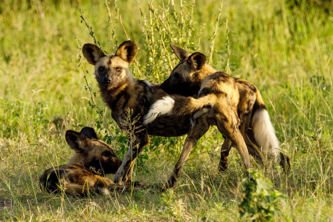 "Wild Dog (4 of 4)" stock image