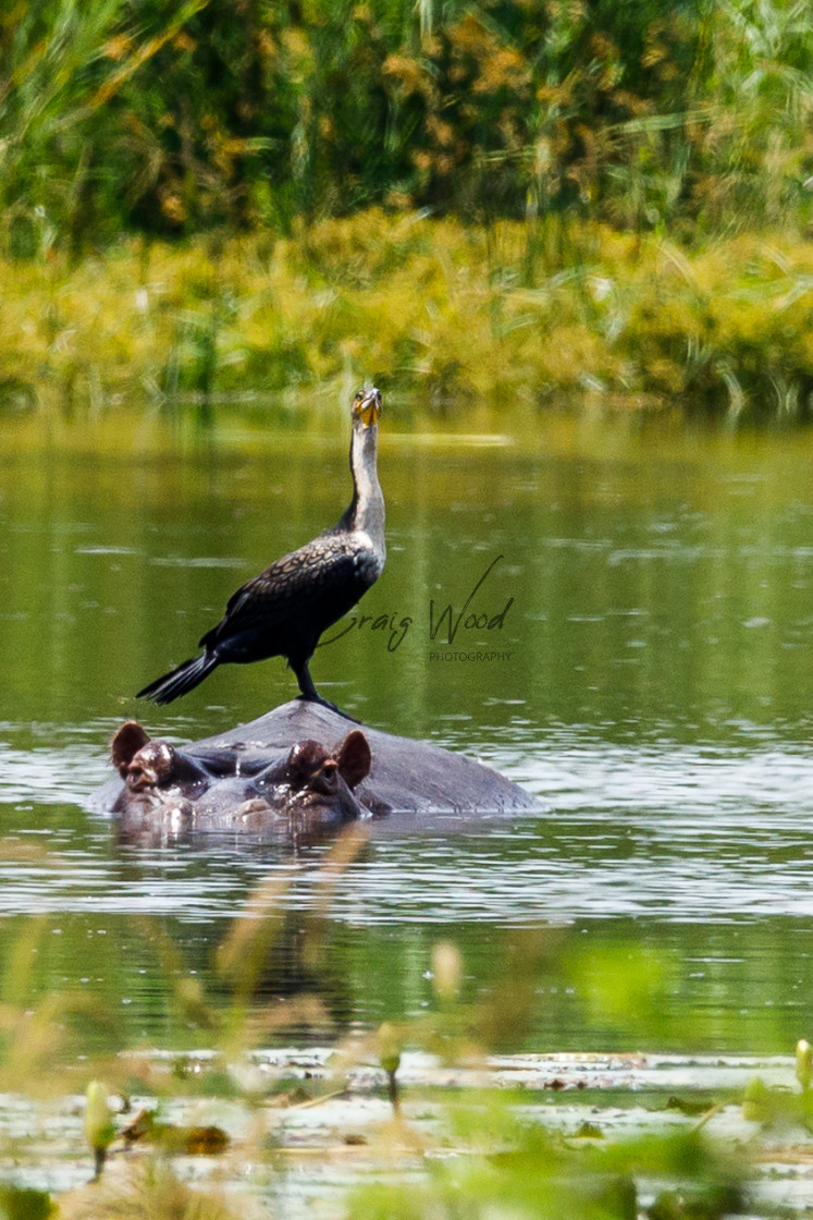 "Hippopotamus And A White Breasted Cormorant" stock image