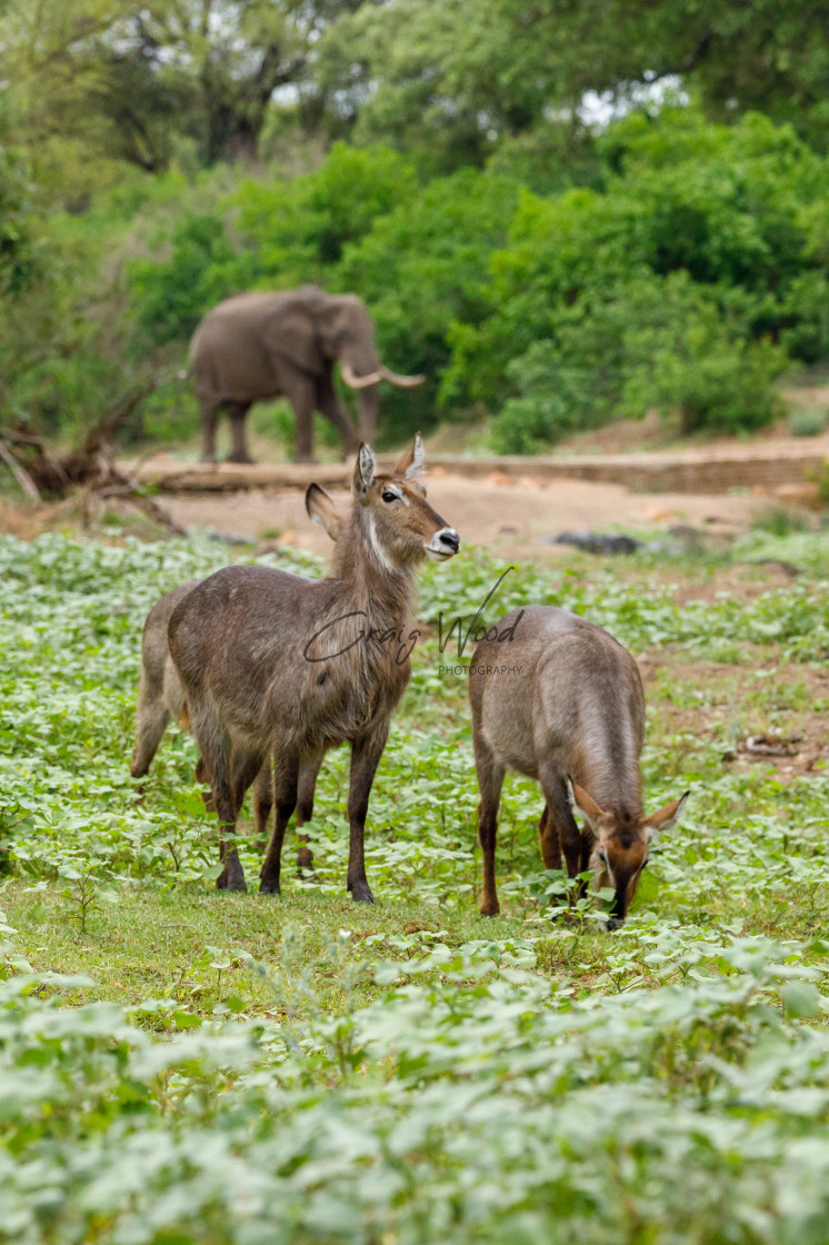 "Waterbuck and Elephant (1 of 2)" stock image