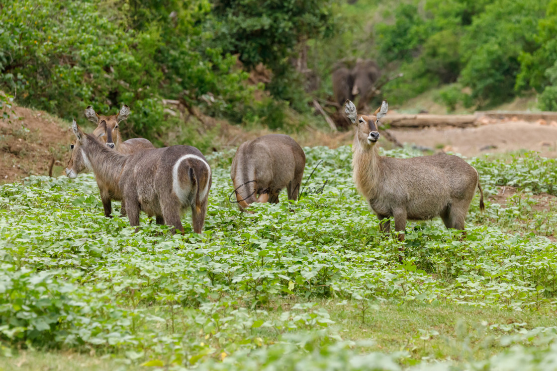 "Waterbuck and Elephant (2 of 2)" stock image