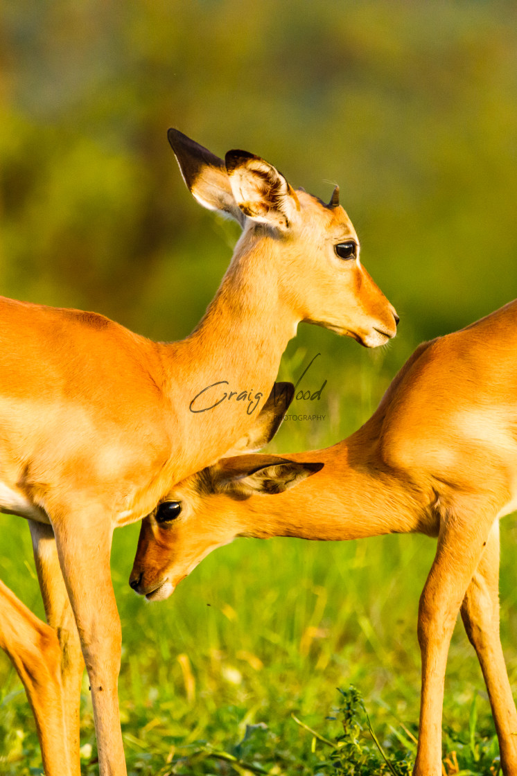 "Two Impala Practising Fighting" stock image