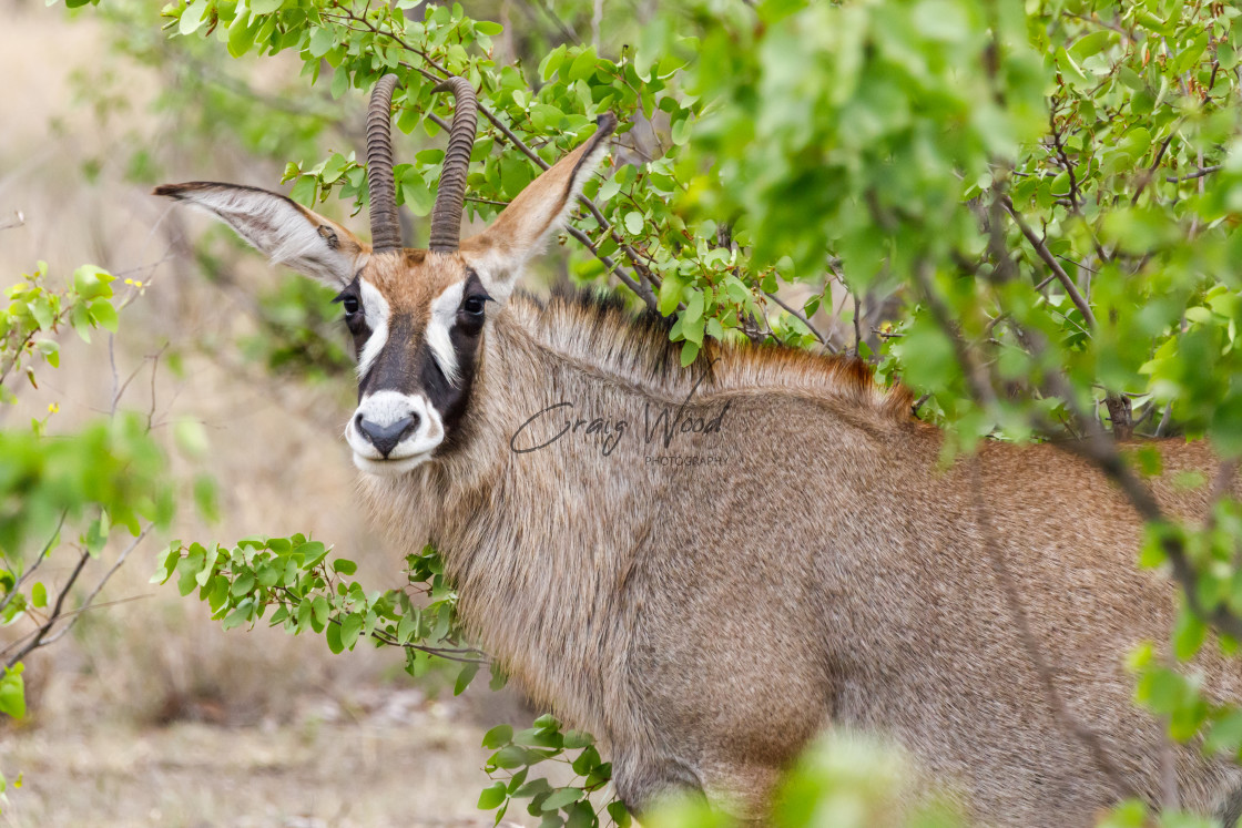 "Roan Antelope" stock image