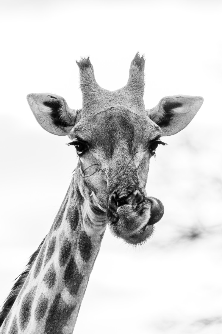 "Balck And White Giraffe - Dinokeng" stock image