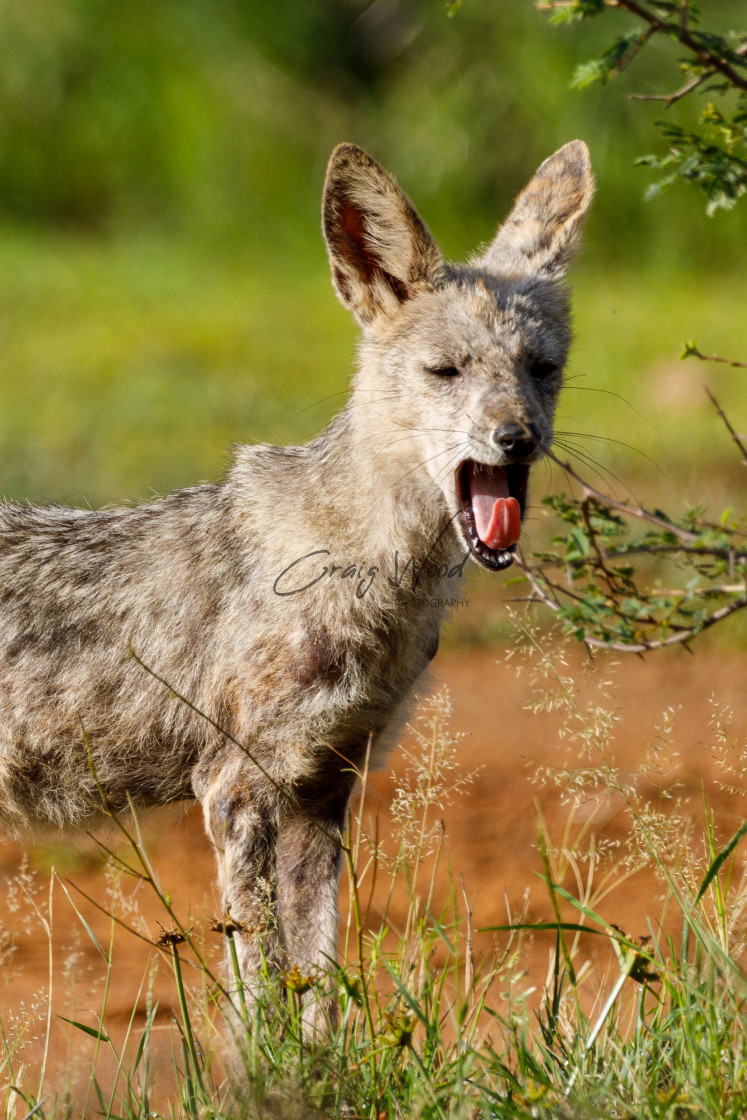 "Jackal (With Mange) (2 of 4)" stock image