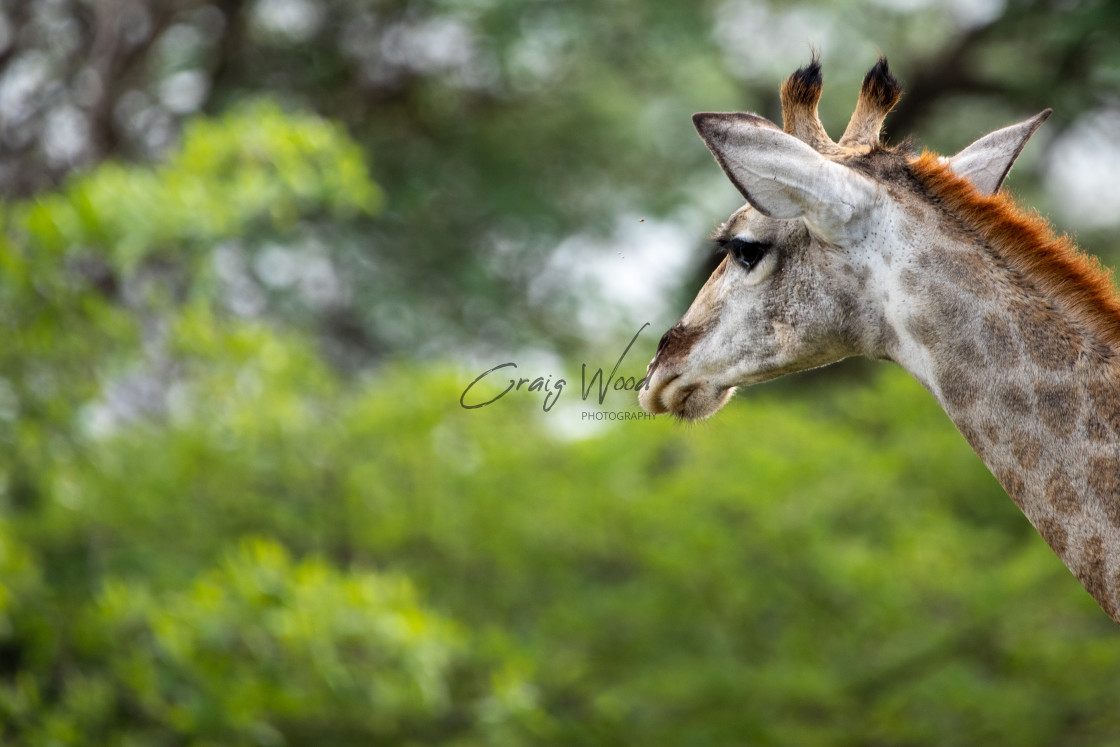 "Giraffe - Dinokeng" stock image