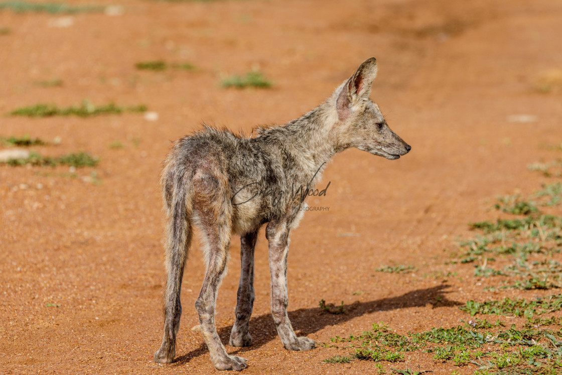 "Jackal (With Mange) (4 of 4)" stock image