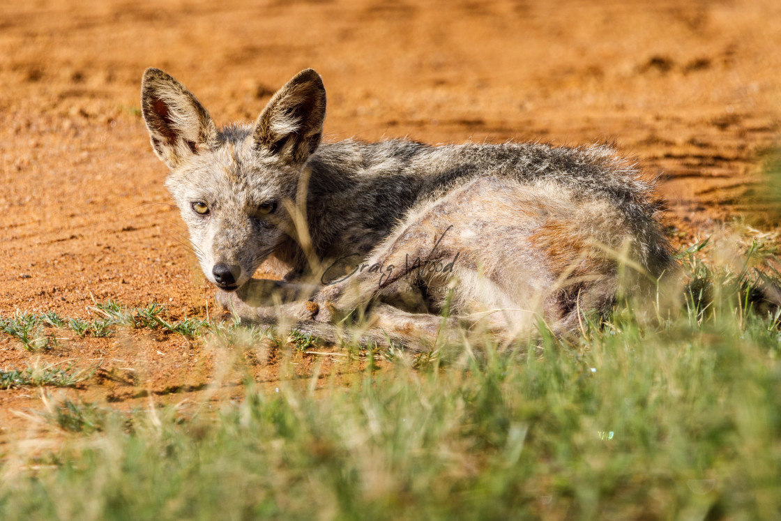 "Jackal (With Mange) (3 of 4)" stock image