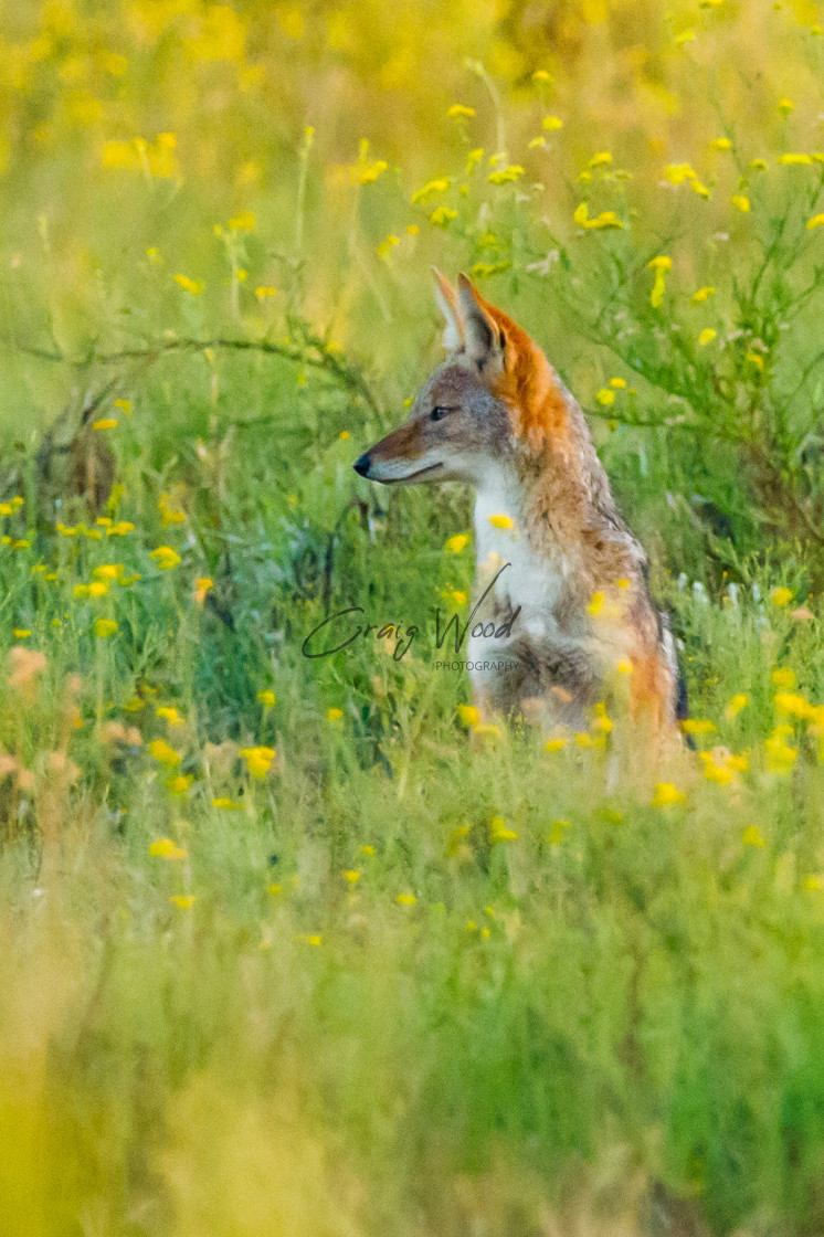 "Jackal Waiting" stock image