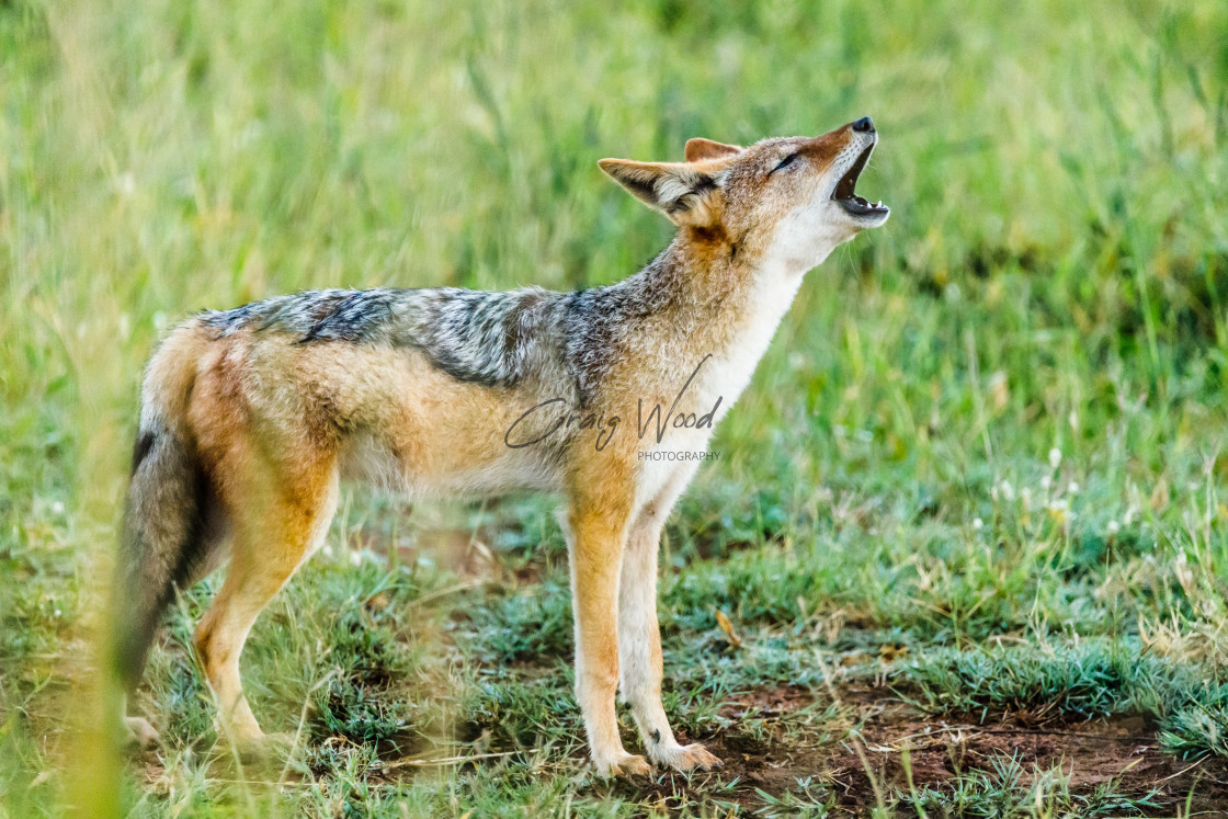 "Jackal Howling" stock image