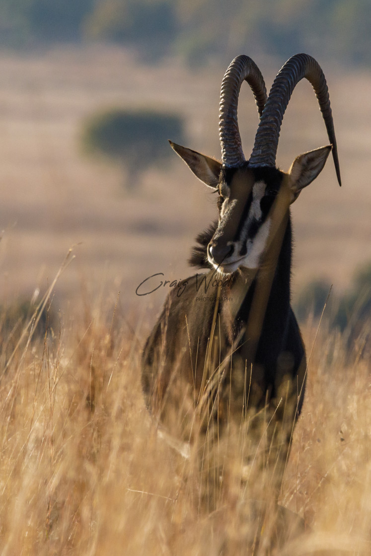 "Sable (1 of 2)" stock image