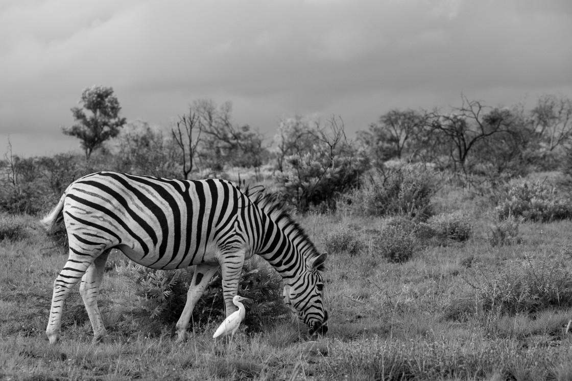 "Zebra at Dinokeng (1 of 4)" stock image