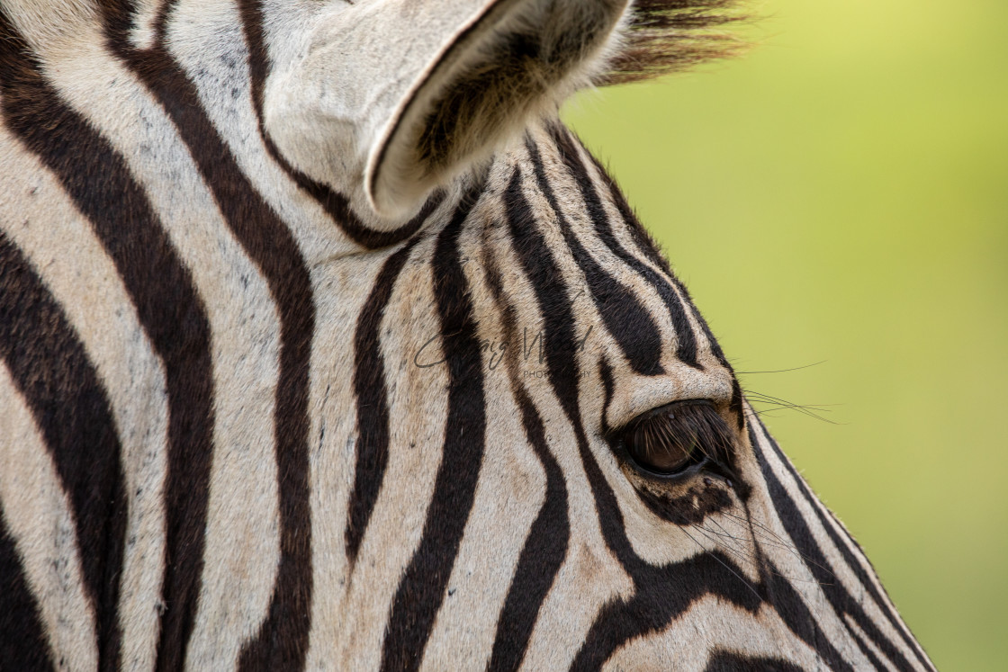 "Zebra at Dinokeng (2 of 4)" stock image