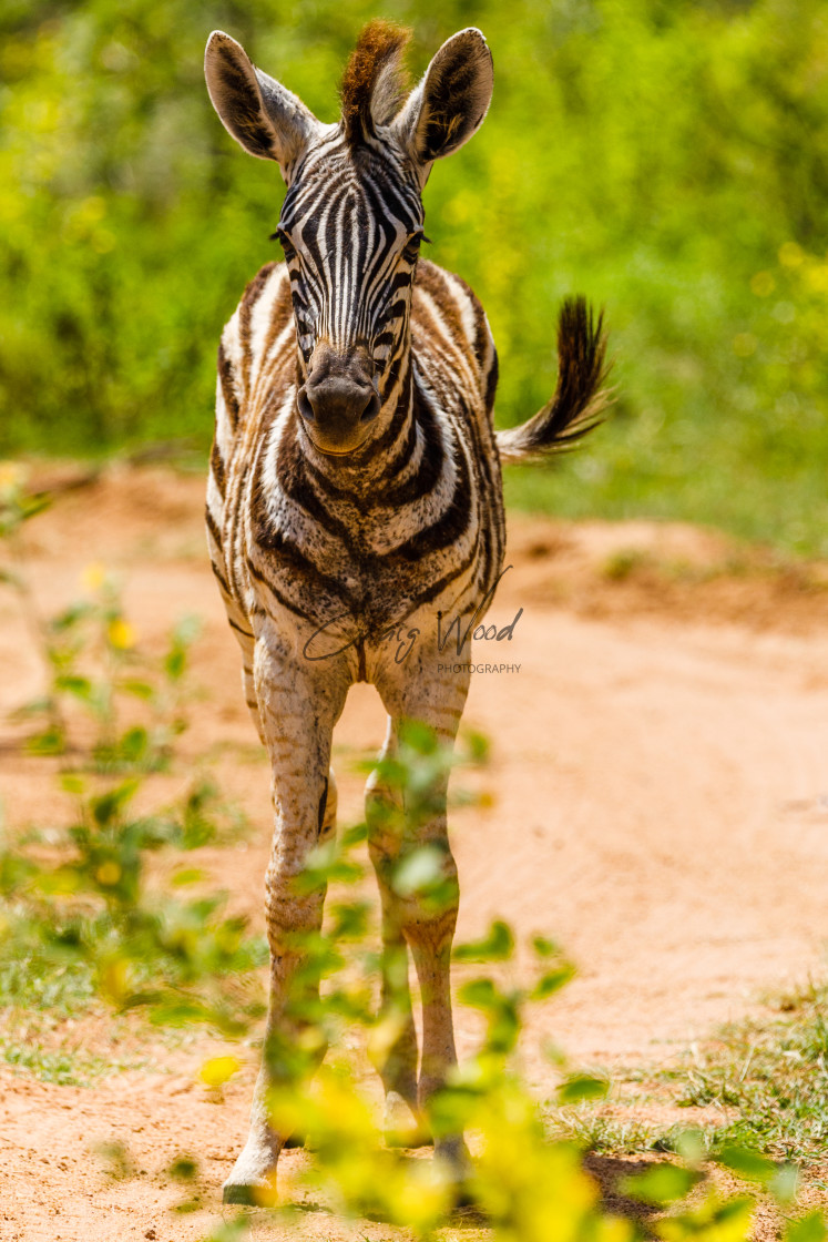 "Zebra at Dinokeng (4 of 4)" stock image