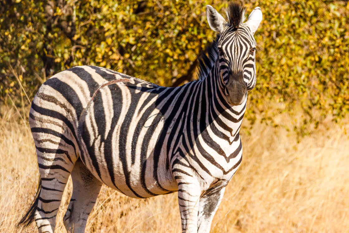 "Zebra at Dinokeng (3 of 4)" stock image