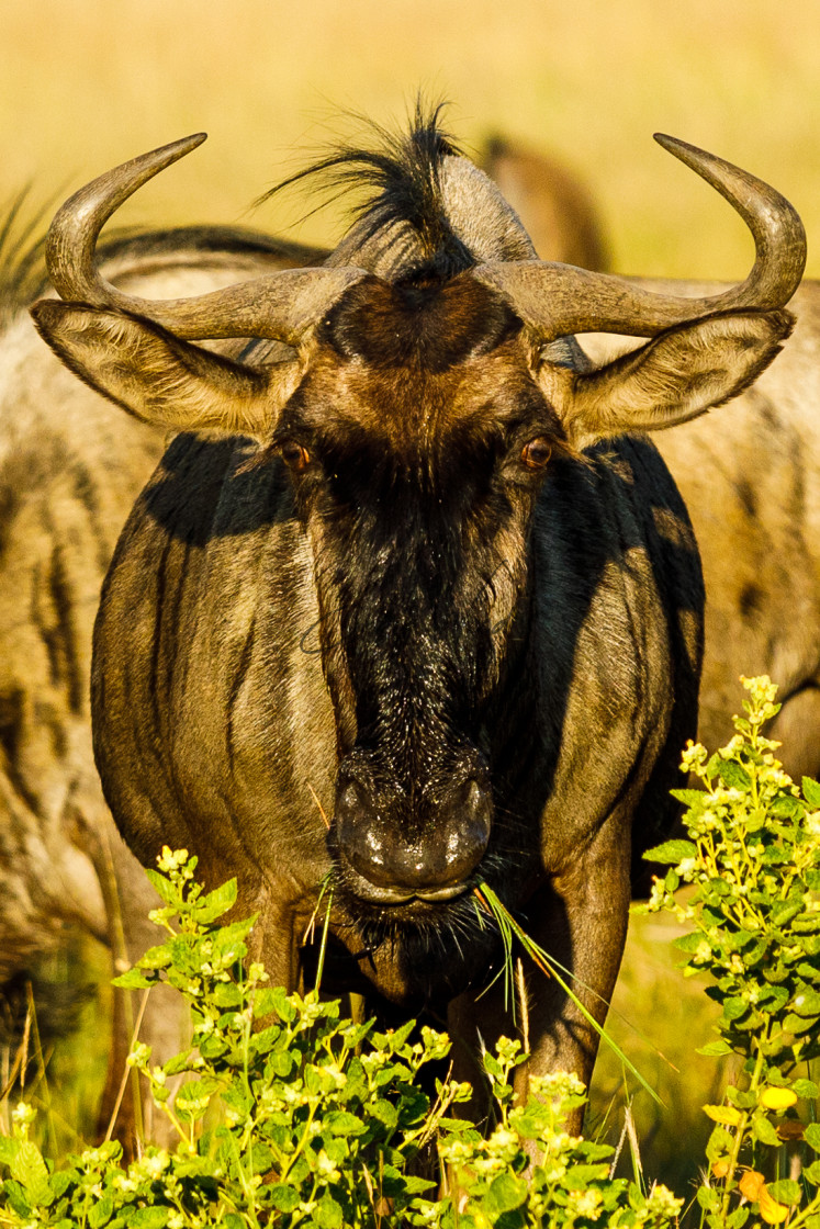 "Wildebeast - Pilanesburg" stock image