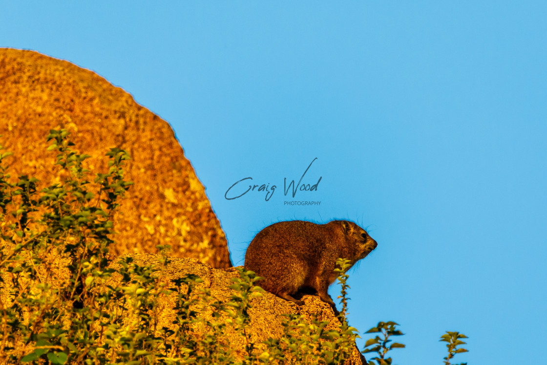 "Hyrax / Rock Dassie at Pilanesberg" stock image