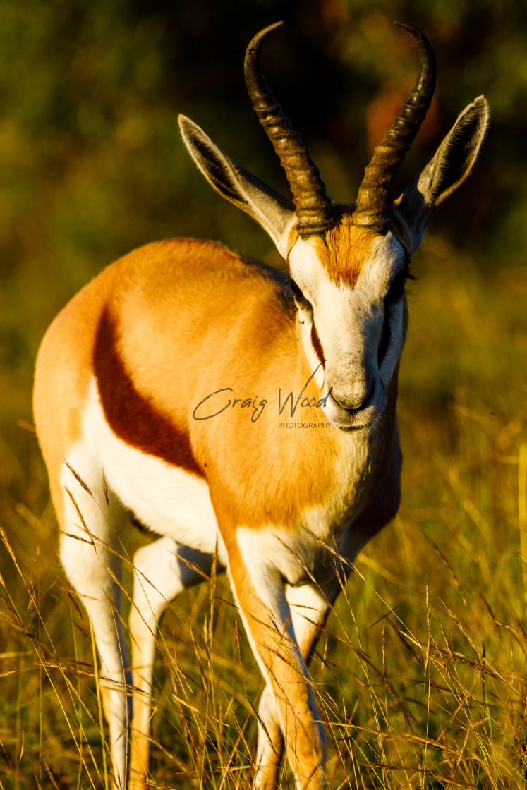 "Springbok" stock image