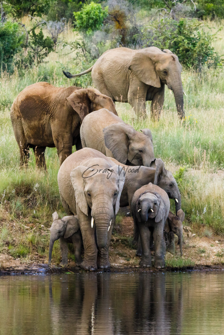 "Elephants at Pilanesberg (1 of 2)" stock image