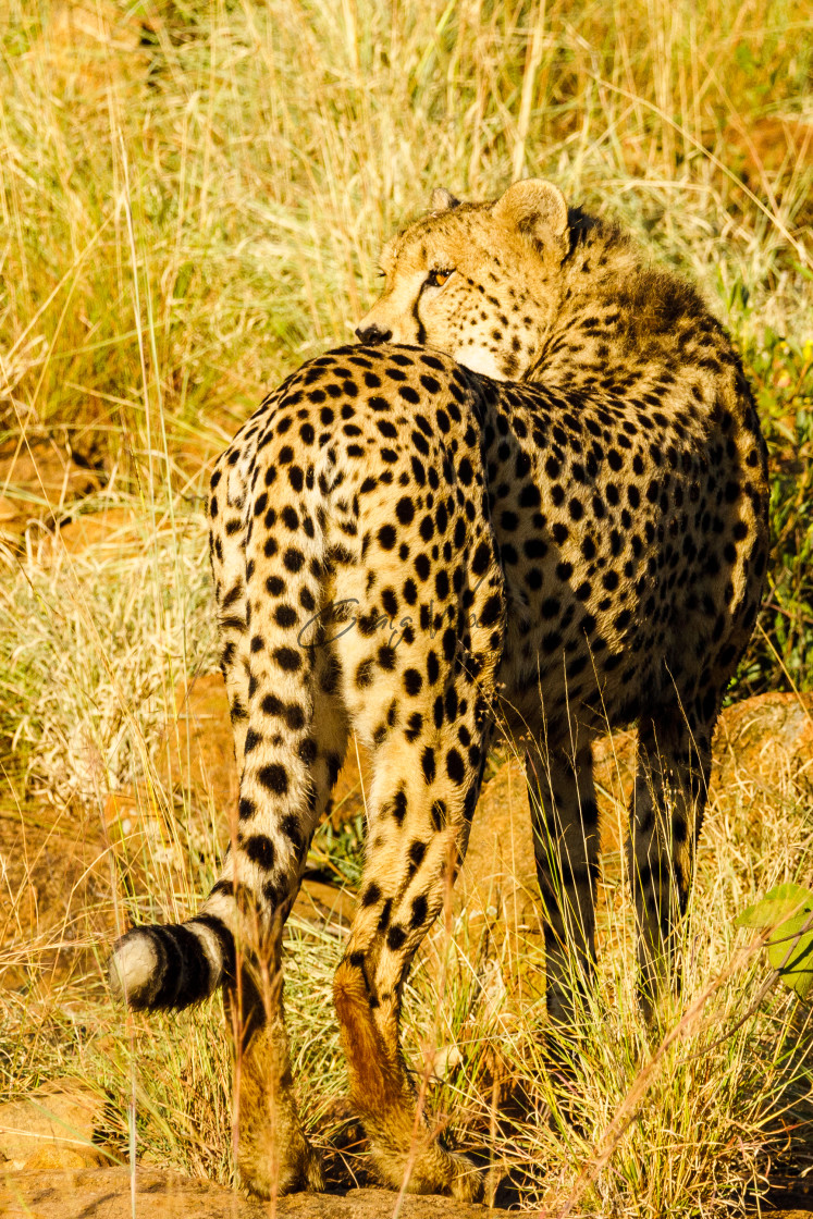 "Cheetah at Pilanesberg (2 of 2)" stock image