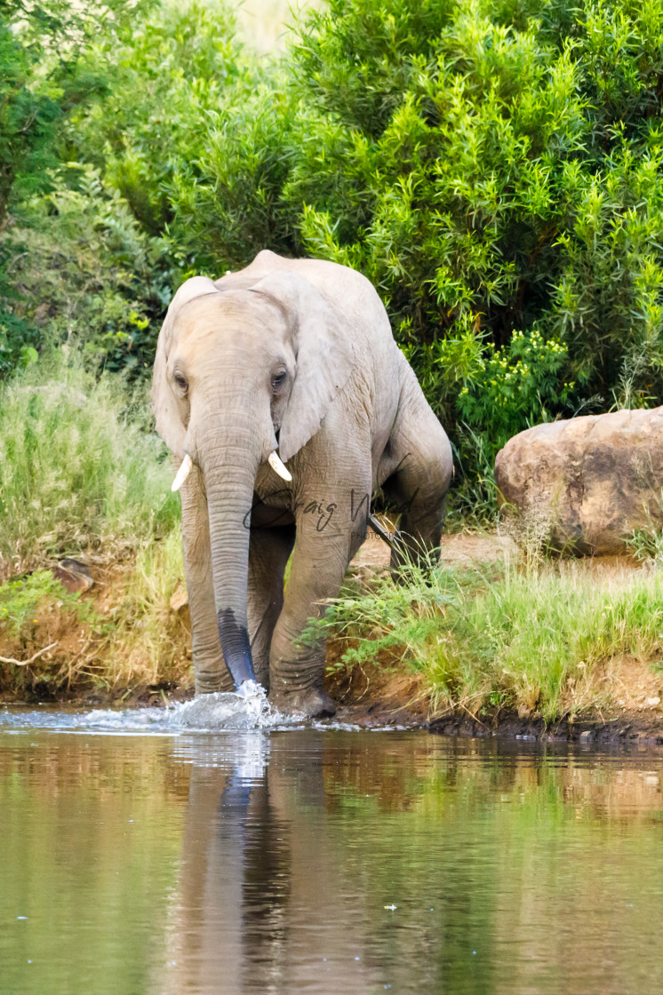 "Elephants at Pilanesberg (1 of 2)" stock image