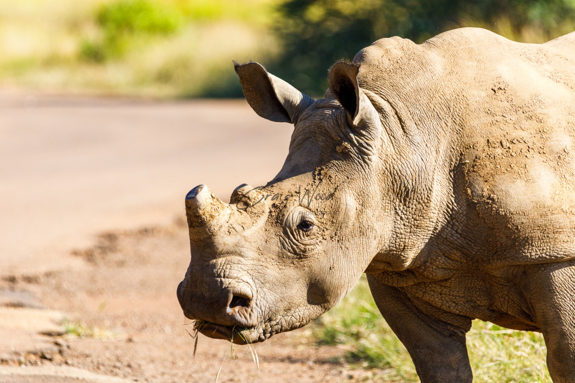 "Rhinoceros" stock image