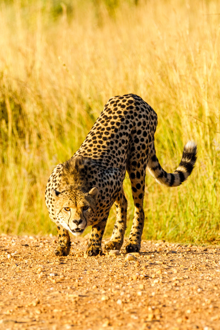 "Cheetah at Pilanesberg (2 of 2)" stock image