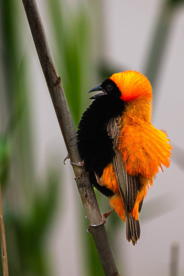 "Red Bishop - Close Up" stock image