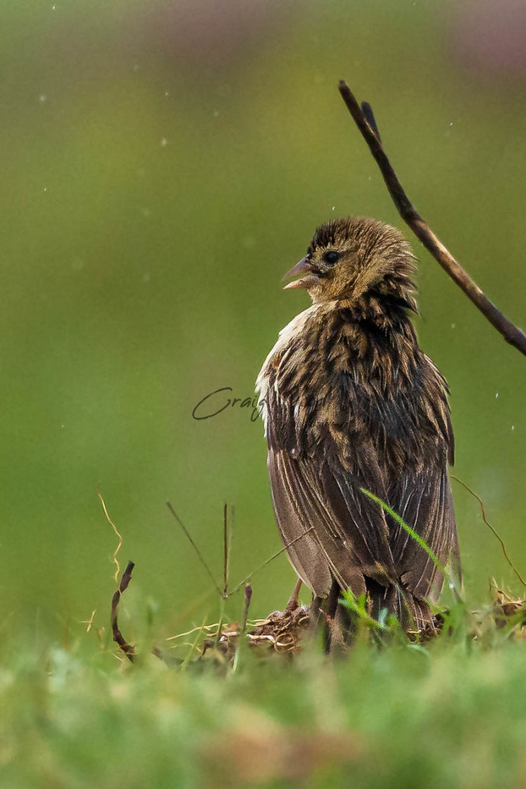 "Female Widow Bird" stock image