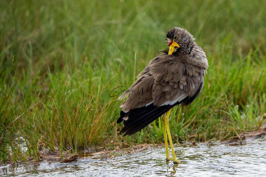 "Wattled Lapwing" stock image